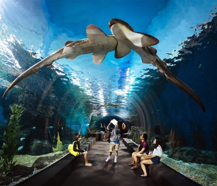 Thủy cung Lotte World Hà Nội (Lotte Mall Tây Hồ)