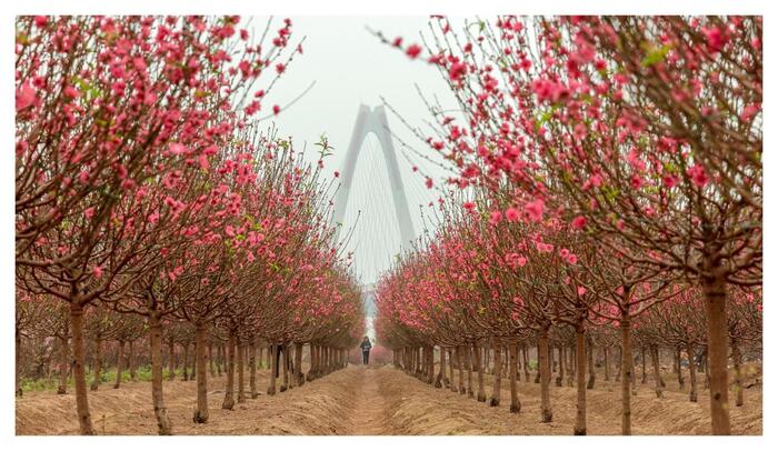 Vườn đào Nhật Tân - Lạc bước giữa thiên đường sắc thắm