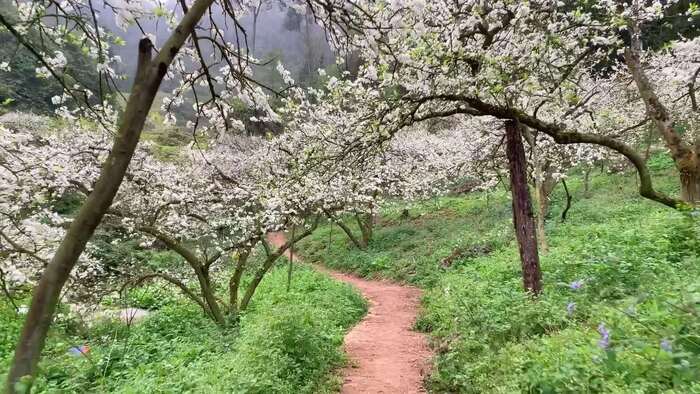 Mộc Châu - Nàng thơ của đại ngàn trong sắc hoa xuân