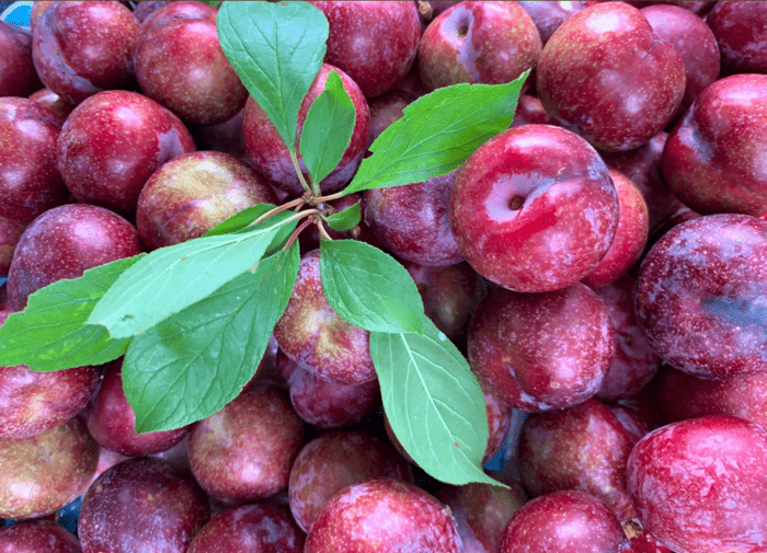Mận đỏ – "Viên ngọc quý" của xứ sở tam giác mạch
