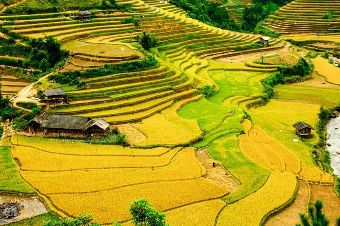 Tháng 8 và tháng 9 – Tuyệt tác mùa vàng trên những thửa ruộng bậc thang