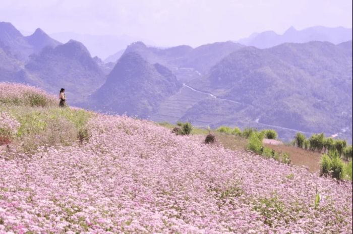 Tháng 11 Hà Giang – "Mùa vàng" của lễ hội hoa tam giác mạch