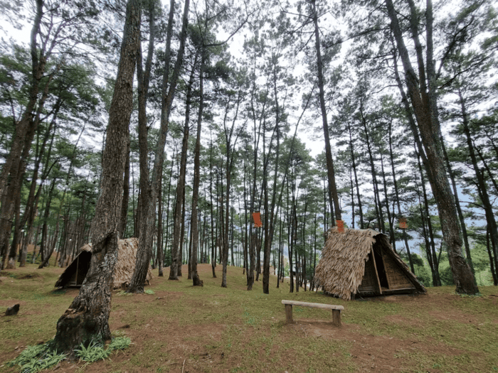 Rừng thông Yên Minh – "Đà Lạt" thu nhỏ giữa lòng Hà Giang